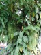 Tree in La Fortuna