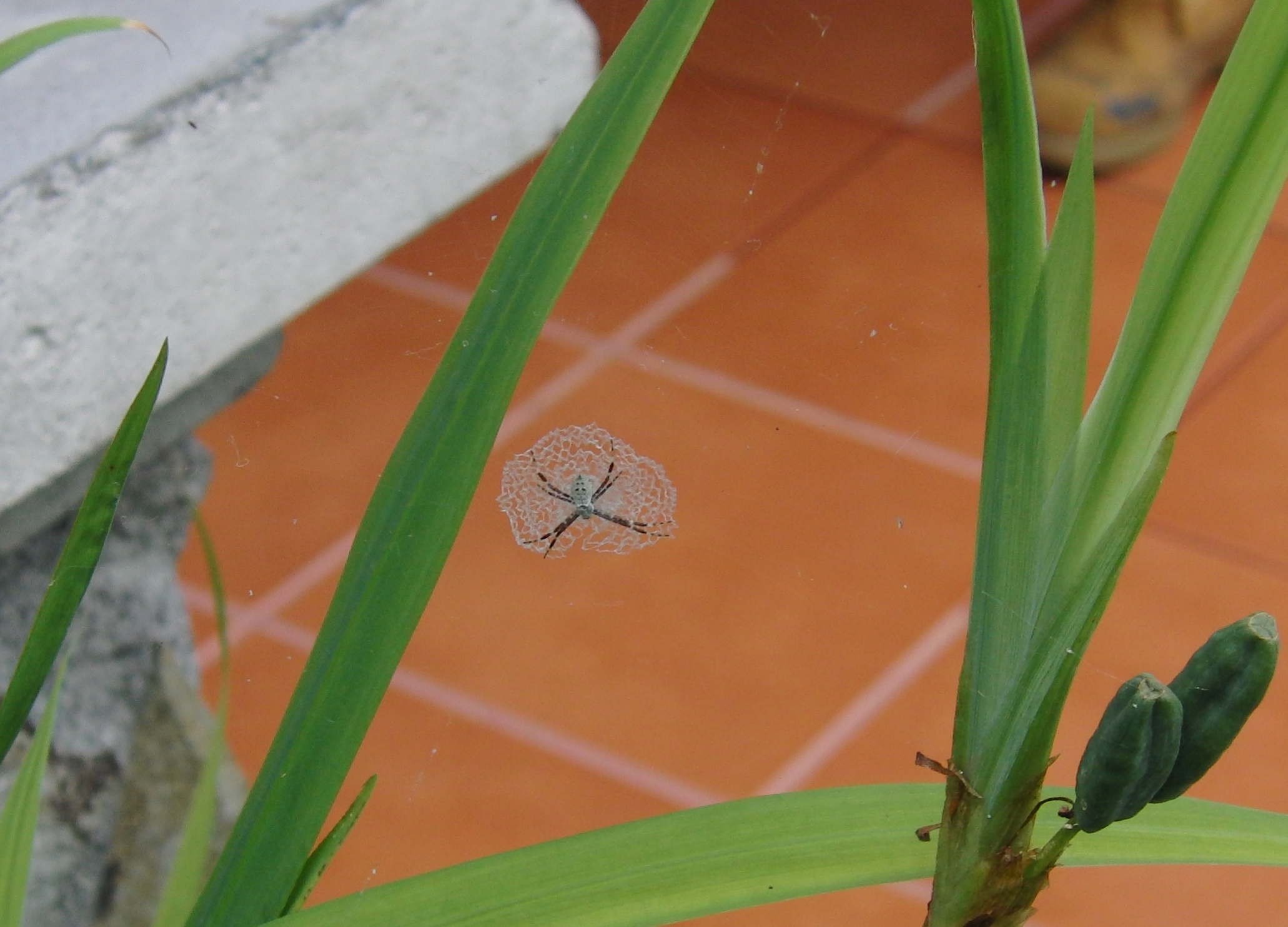 Spider at our Arenal hotel room