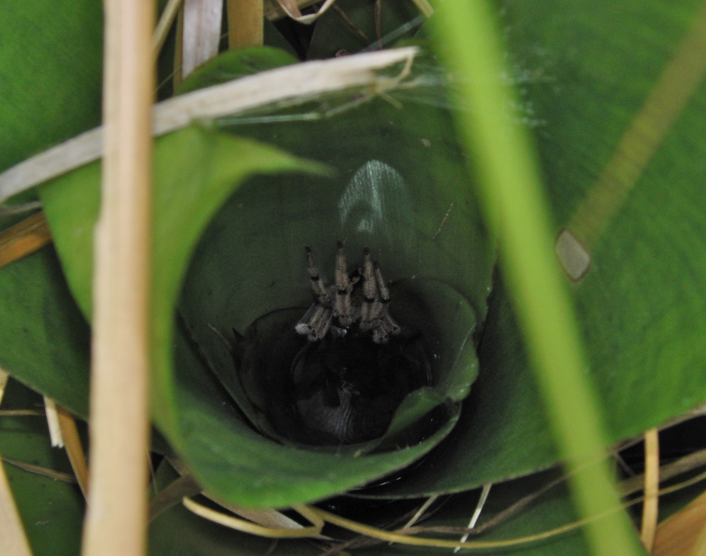 Spider in plant