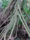 Exposed roots