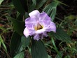 Flower near Arenal