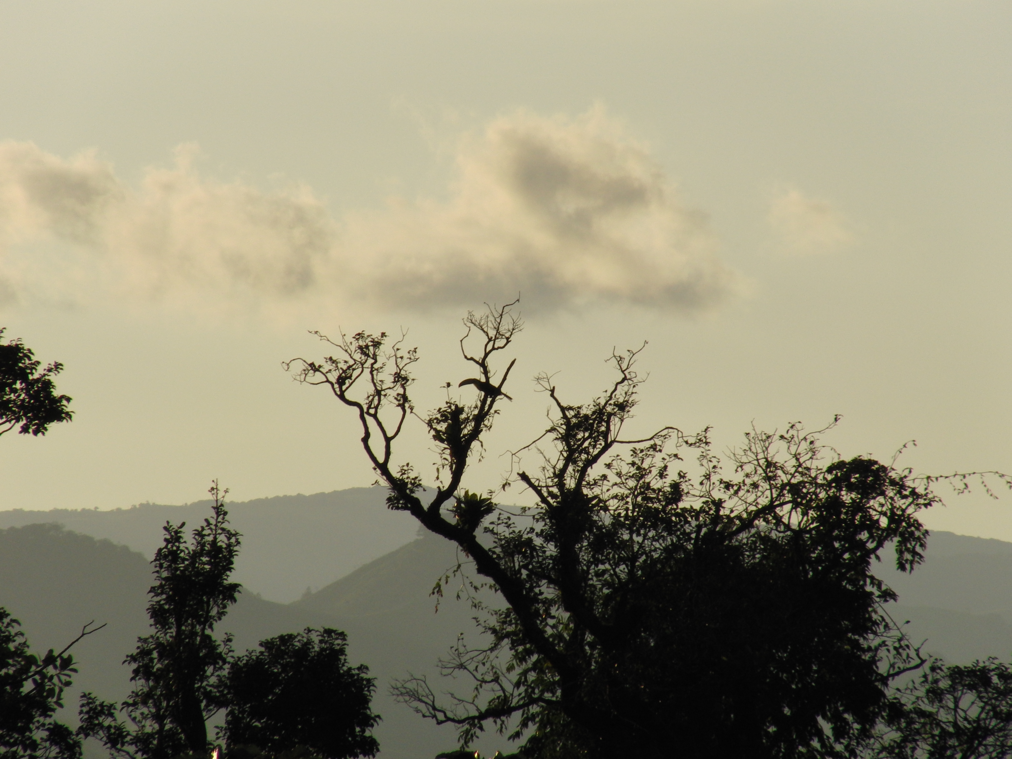 Tree with toucan near Arenal