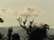 Tree with toucan near Arenal