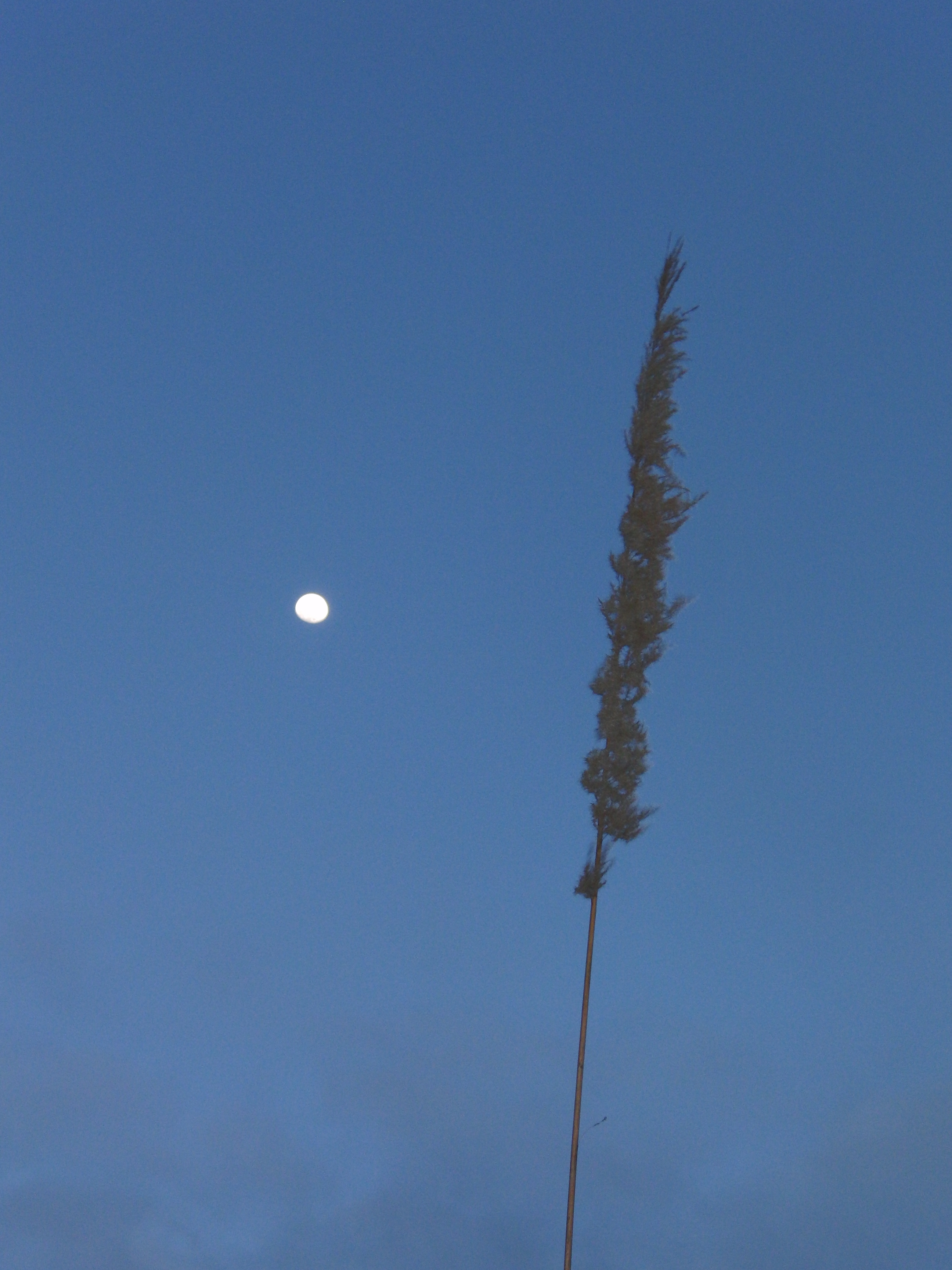 Moon and cane flower