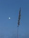 Moon and cane flower