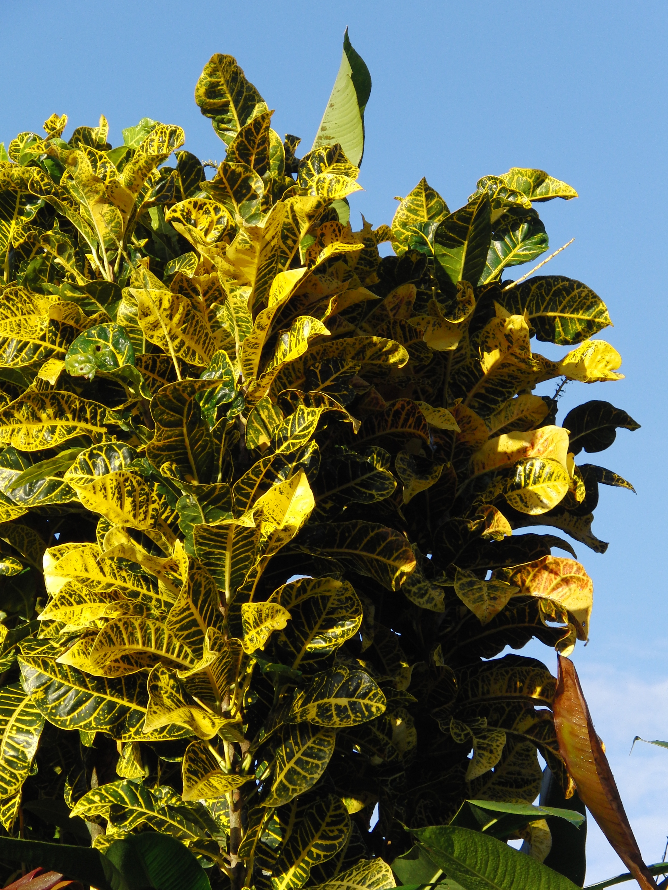 Plant at Arenal Springs hotel