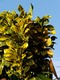 Plant at Arenal Springs hotel
