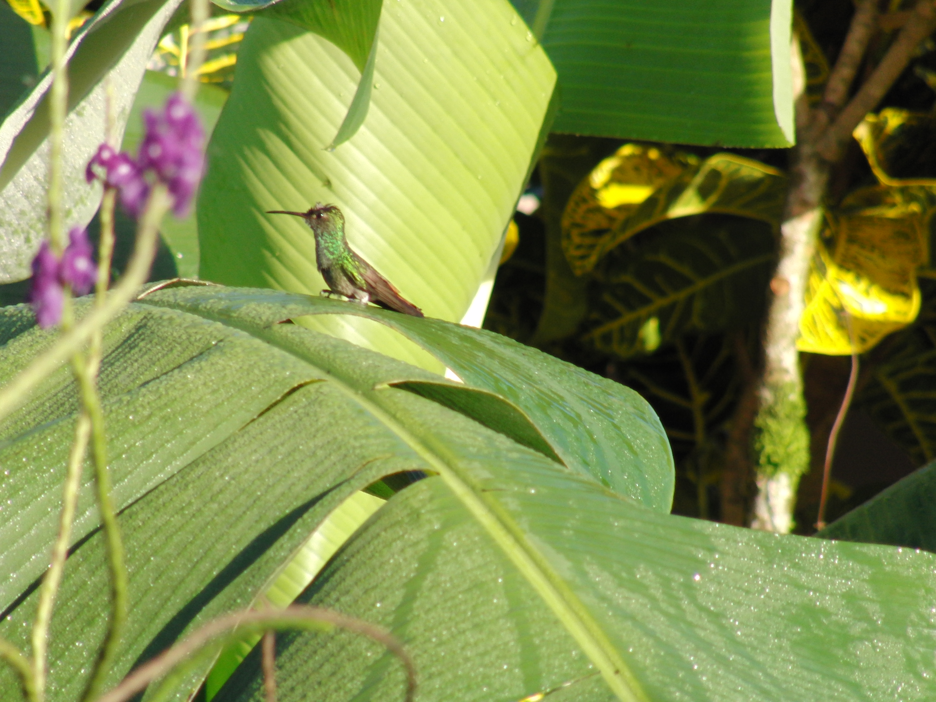 Hummingbird bathing in dew 1