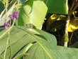 Hummingbird bathing in dew 2