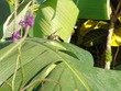 Hummingbird bathing in dew 4