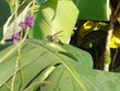 Hummingbird bathing in dew 5