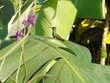 Hummingbird bathing in dew 6