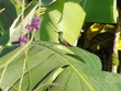 Hummingbird bathing in dew 7