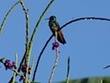 Hummingbirds