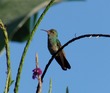 Hummingbird