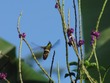 Hummingbird