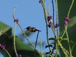 Hummingbird