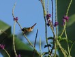 Hummingbird