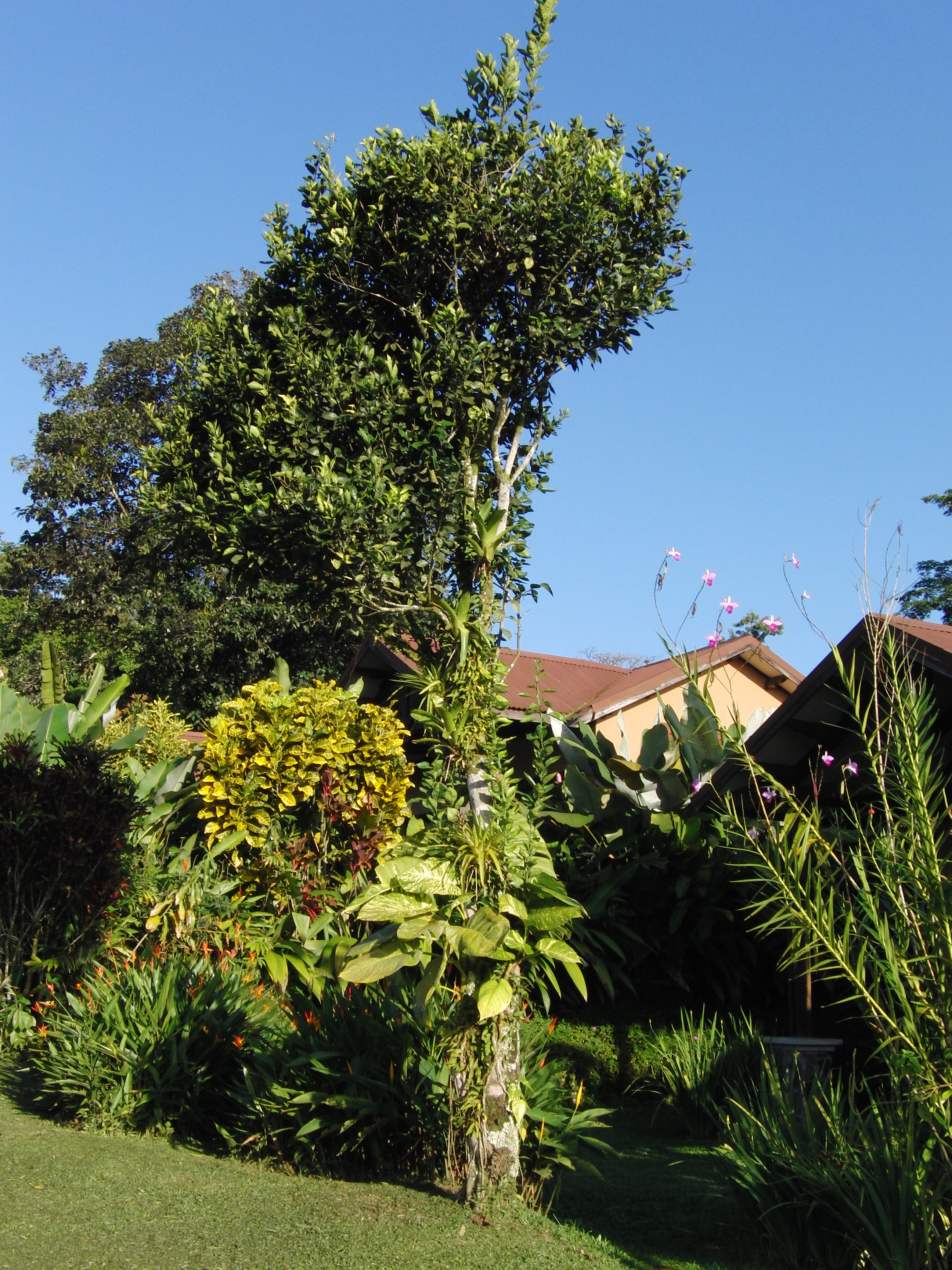 Flora at Arenal Springs hotel
