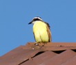 Flycatcher