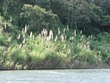Reeds along Lake Arenal