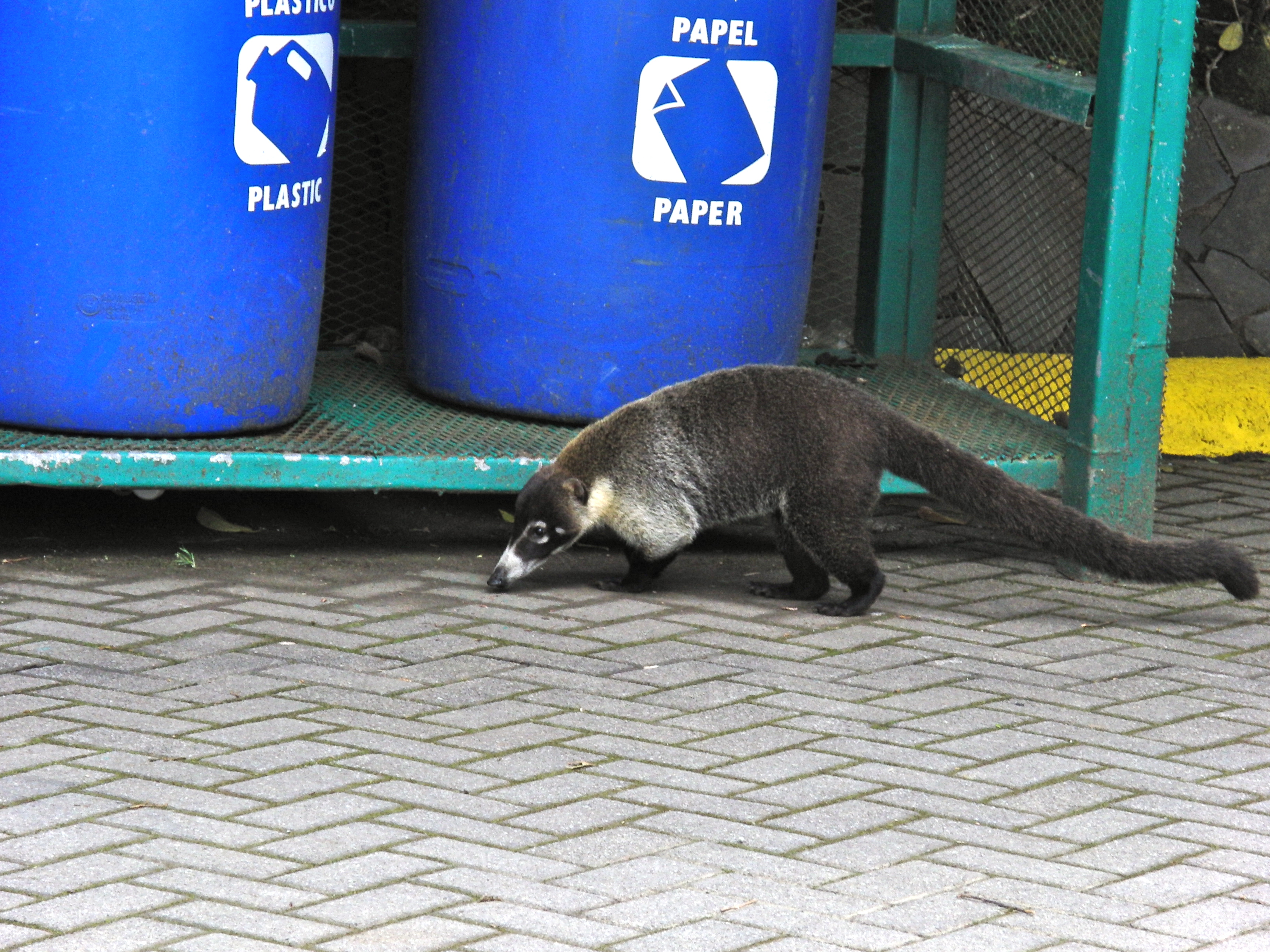 Coati Mundi at Selvatura