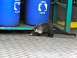 Coati Mundi at Selvatura