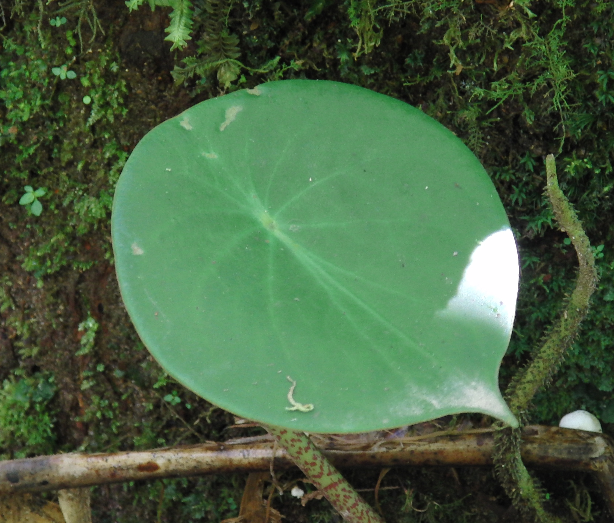 Cool leaf