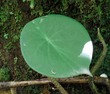Cool leaf