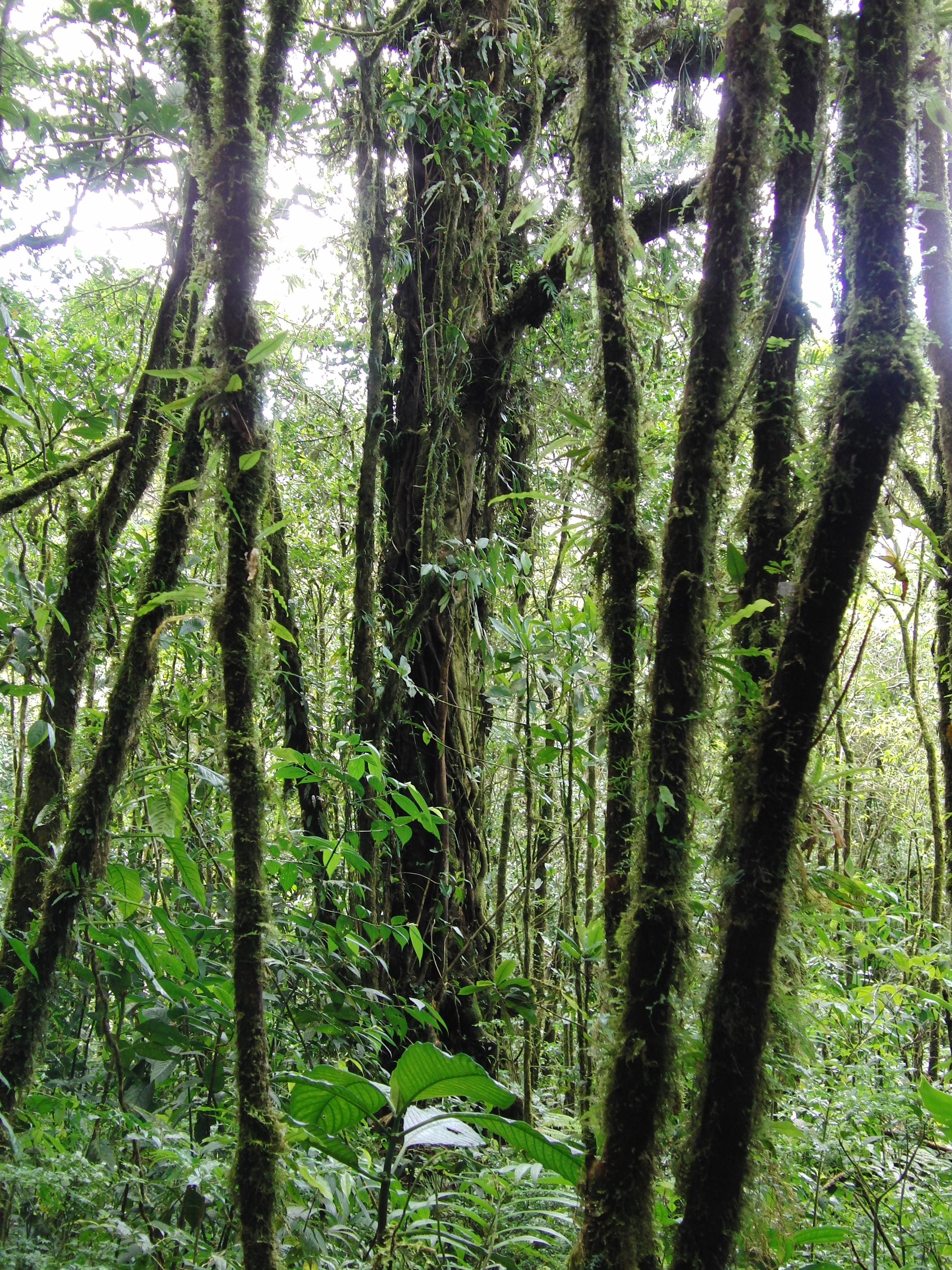 The cloud forest