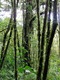 The cloud forest