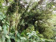 The cloud forest