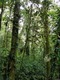 The cloud forest