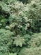 Australian fern in the cloud forest