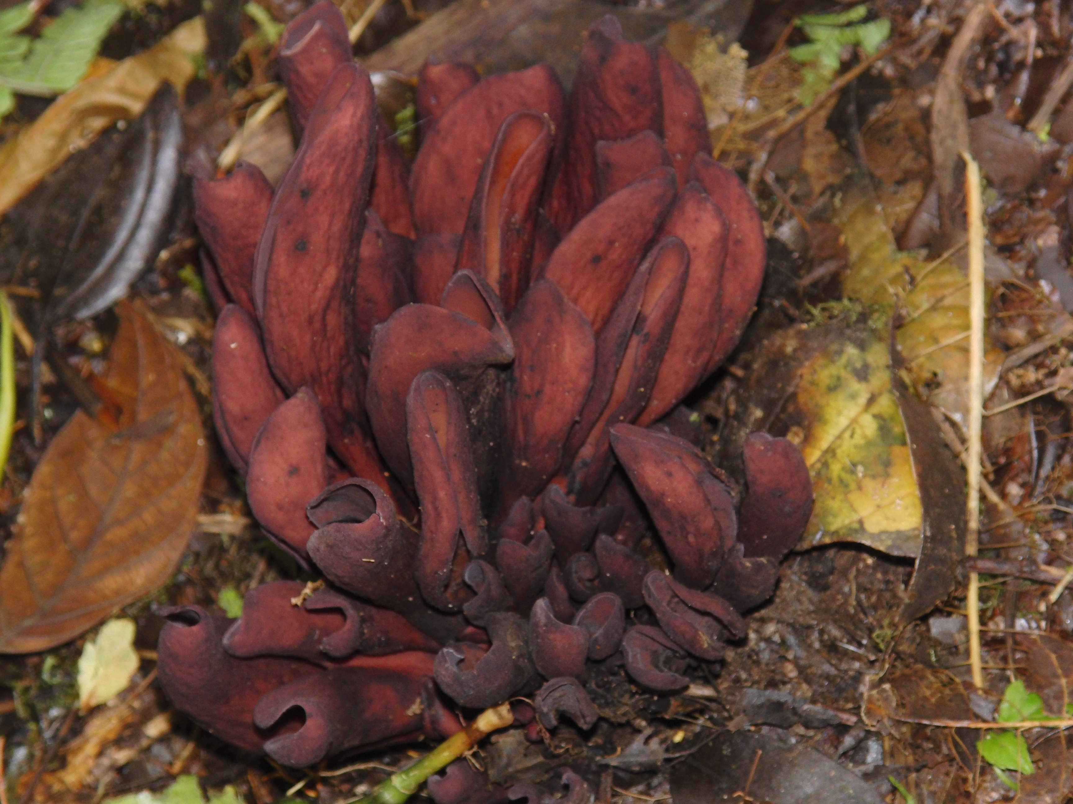 Flowers or fungus?