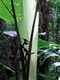The cloud forest