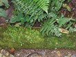 Lichen