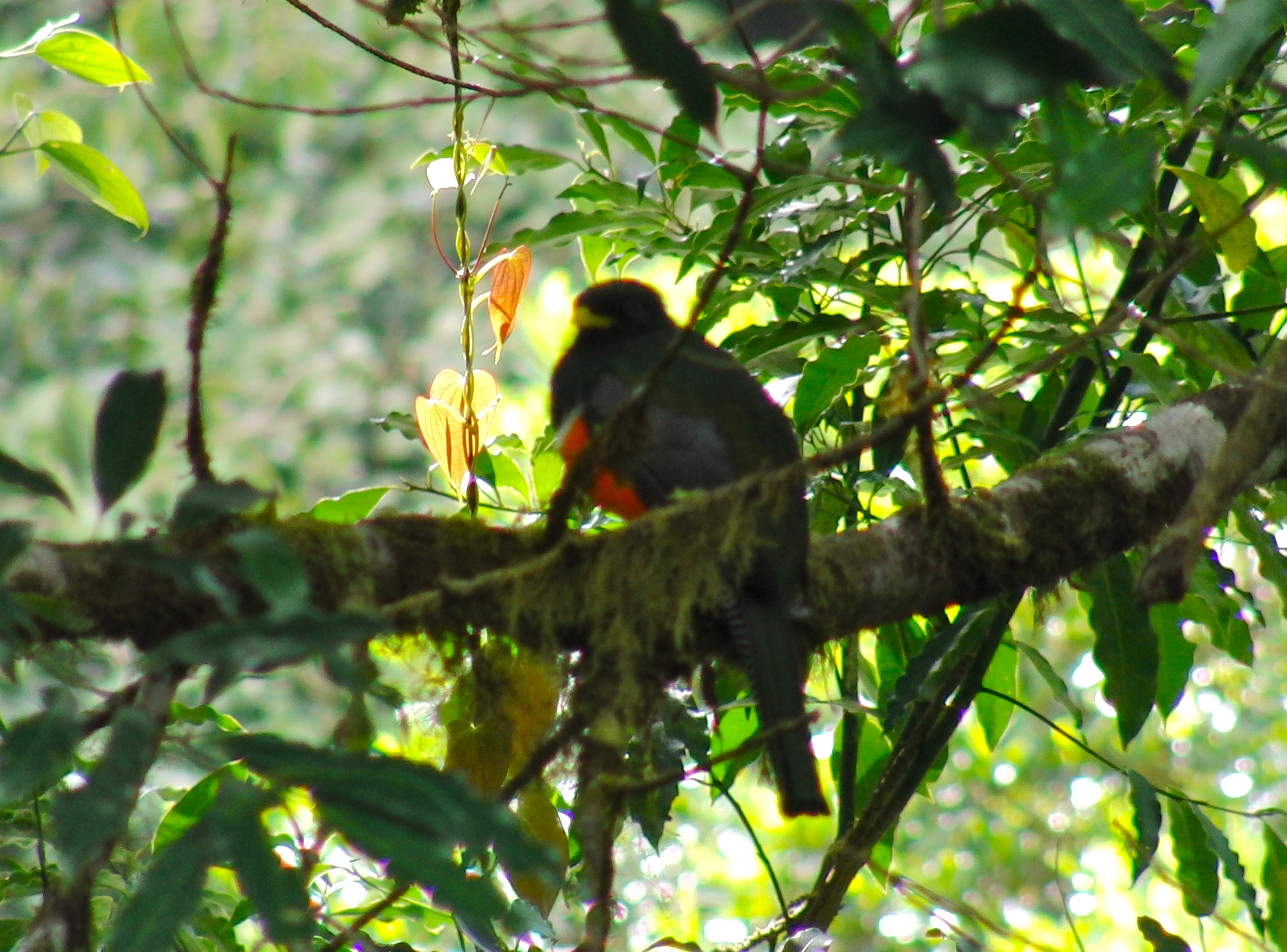 Collared Trogon