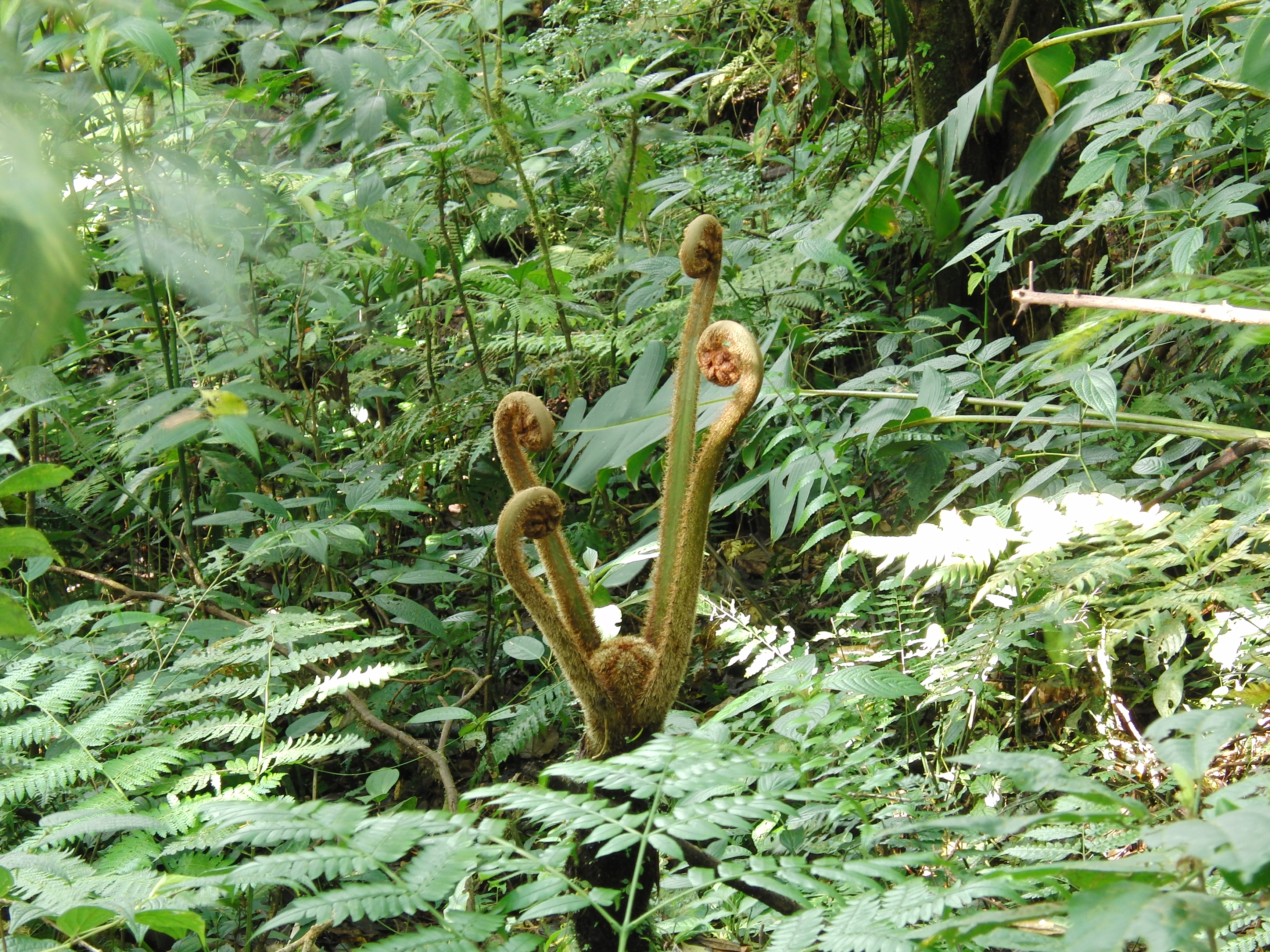 Cool plant