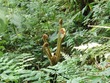 Cool plant