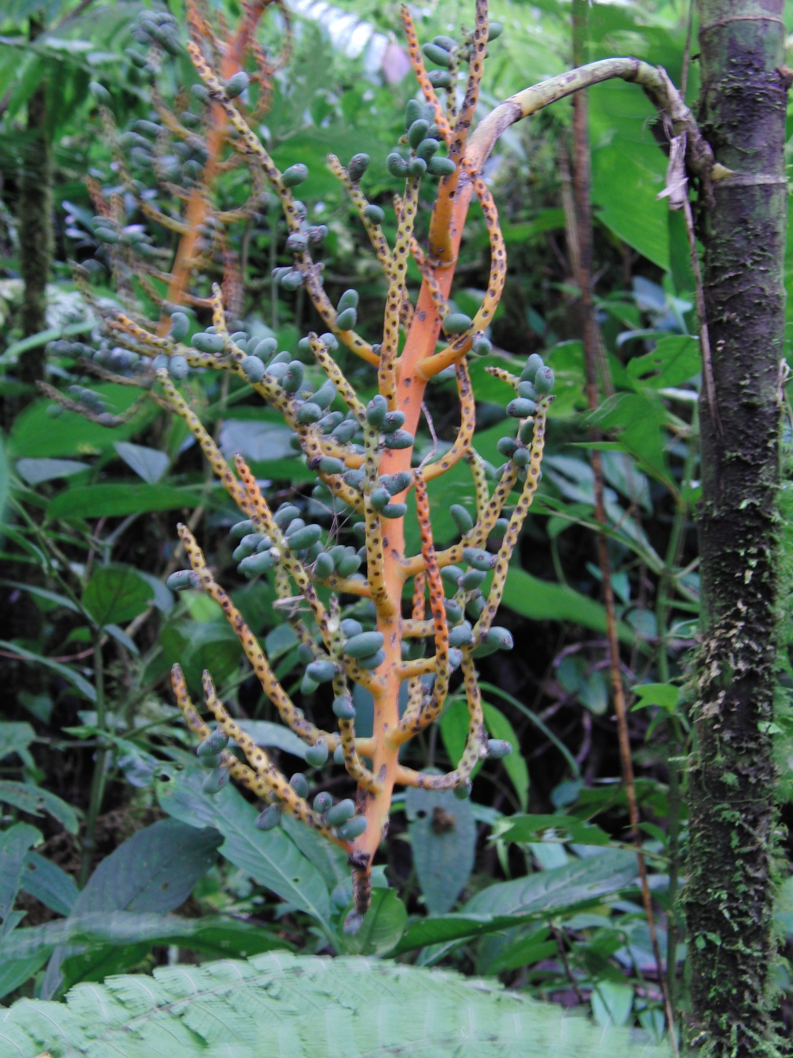 Berries