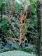 Berries