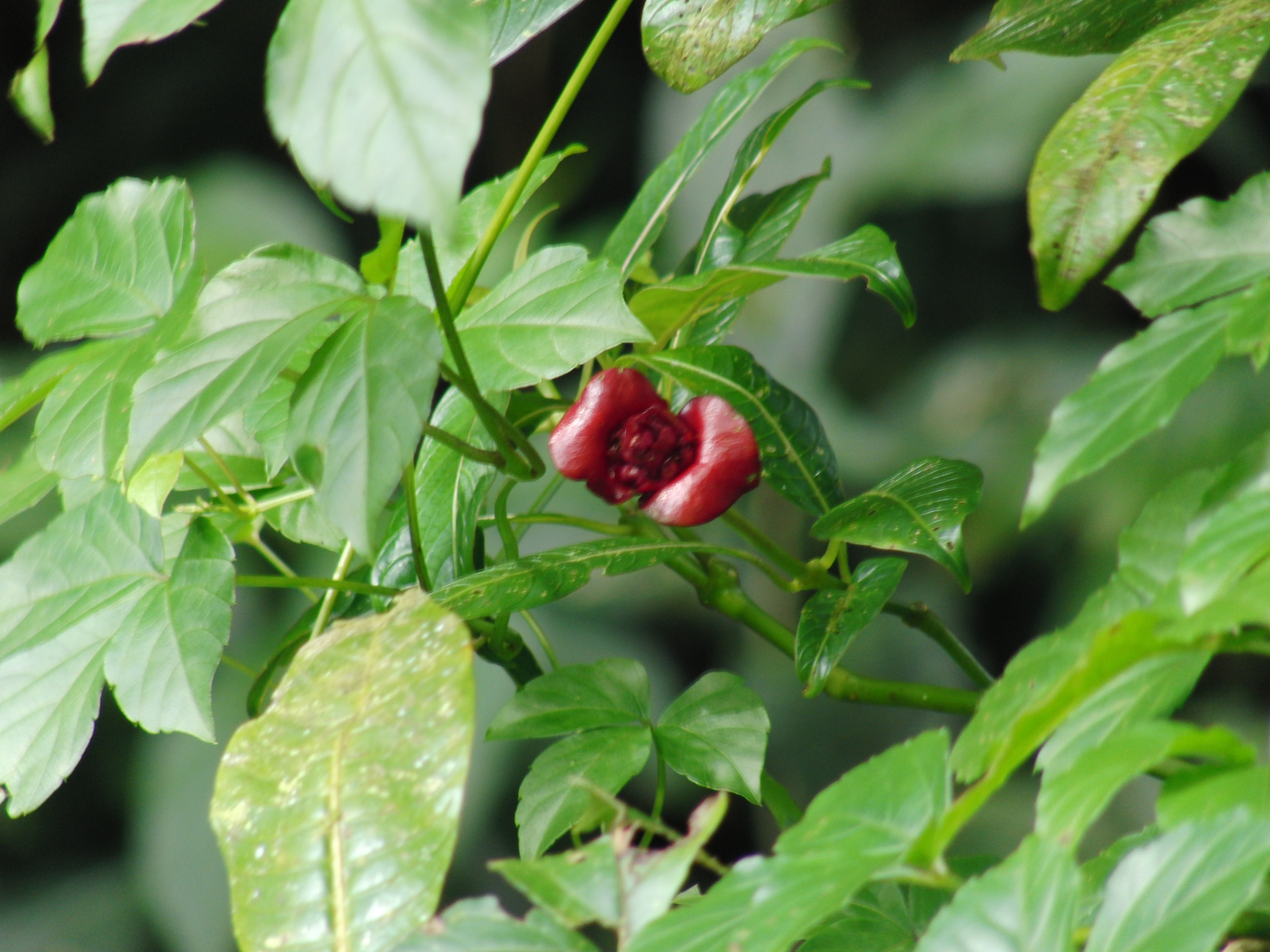 Angelina flower