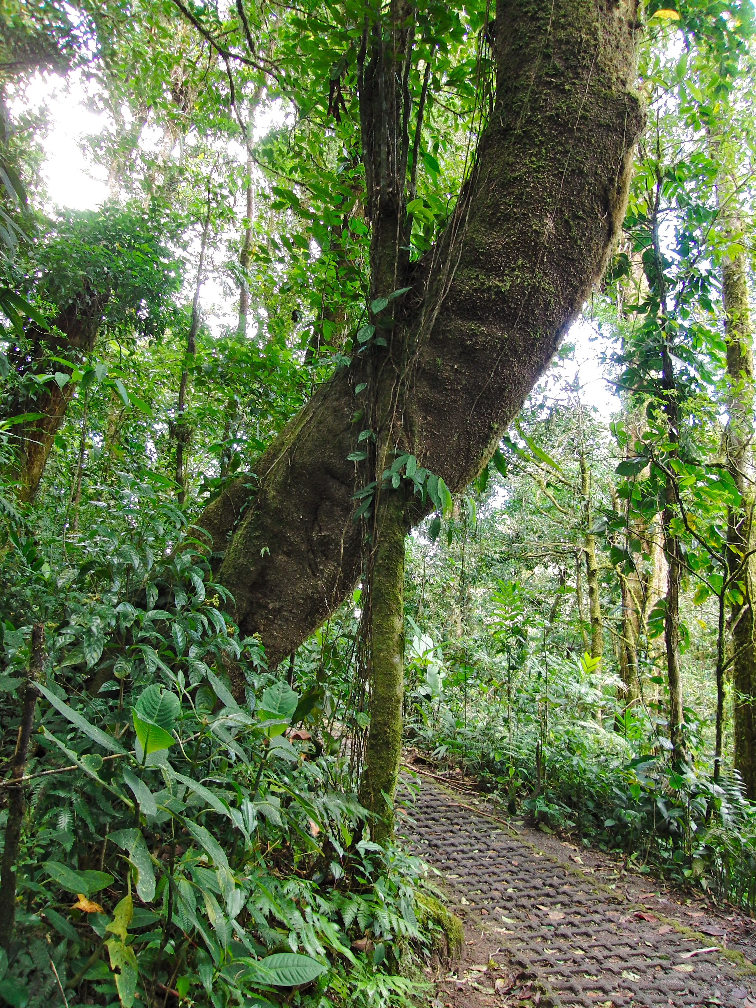 Trees intersecting