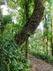Trees intersecting