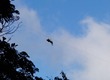 Zipline pair