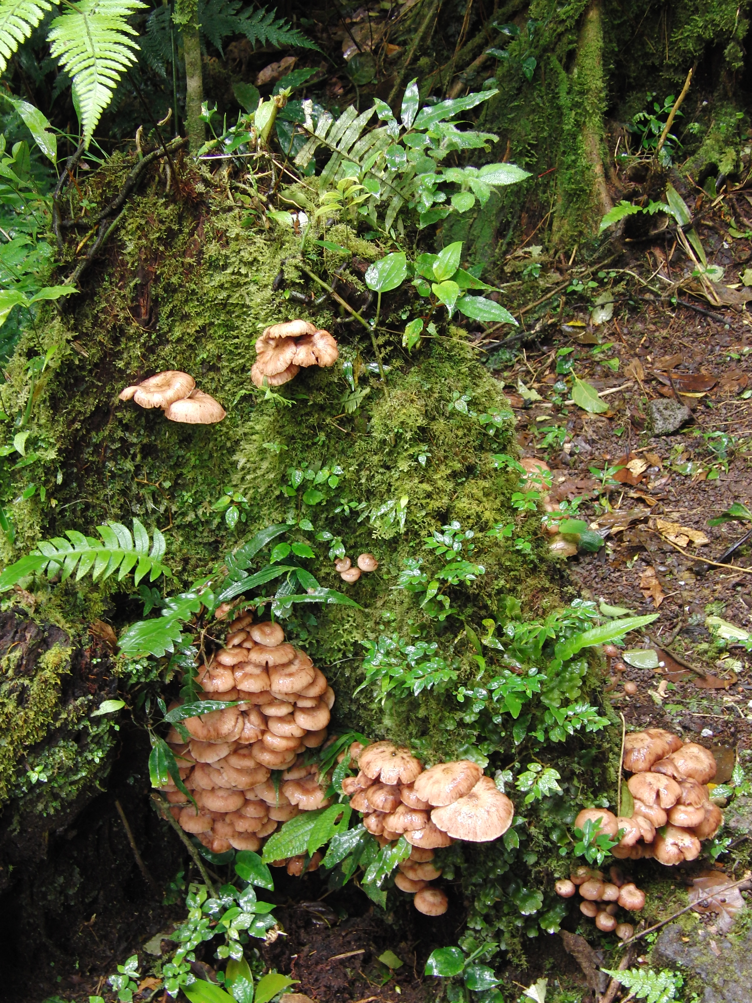 Mushrooms