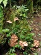 Mushrooms