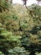 The CLoud Forest