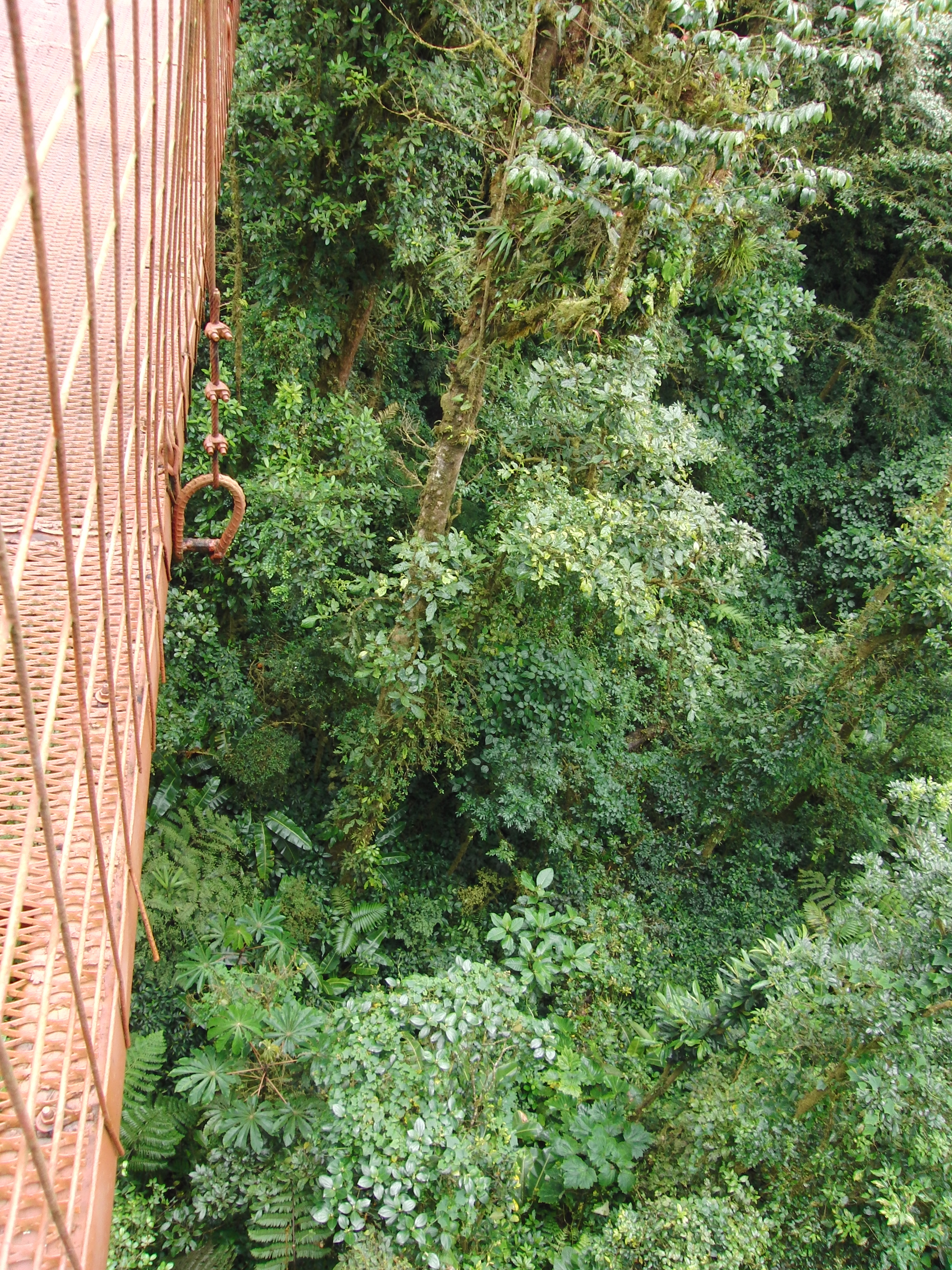 Looking down from hanging bridge